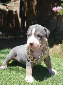 american Pitbull 
