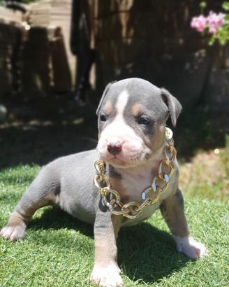 american Pitbull 