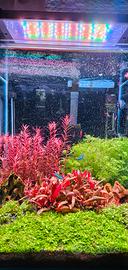 Piante Acquario