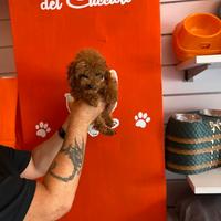 Barboncino toy femmina