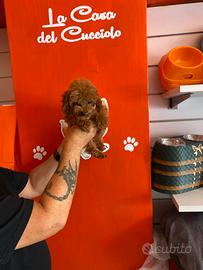 Barboncino toy femmina