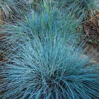 Festuca Glauca Elijah Blue