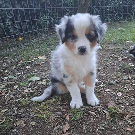 Cucciolo blu merle