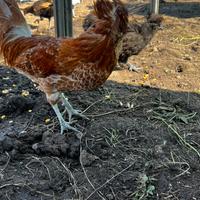 Gallo Padovano camoscio d'oro