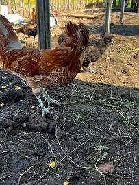 Gallo Padovano camoscio d'oro