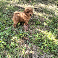 Allevamento di barboncino