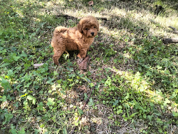 Allevamento di barboncino