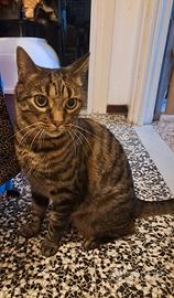 Gatto europeo 
