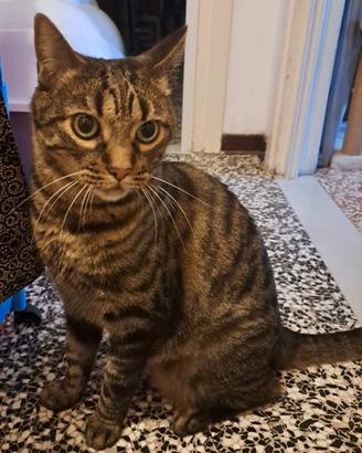 Gatto europeo 