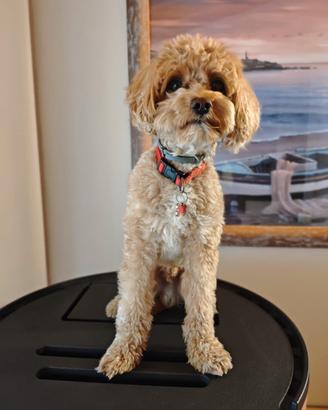 Maltipoo maschio per monta