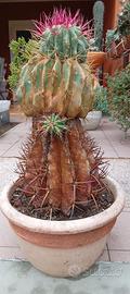 FEROCACTUS IN VASO DI COCCIO TOSCANO