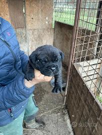 Cuccioli di cane corso