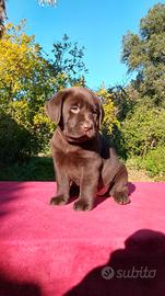 cucciola labrador cioccolato
