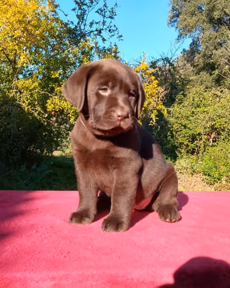 cucciola labrador cioccolato