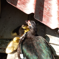 Tris riproduttore Anatre mute