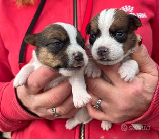 Jack Russell Terrier