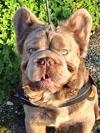 BIG ROPE Fluffyl4 Stallone/Monta Bulldog Francese