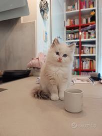 Cuccioli Ragdoll