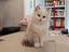 Immagine 1