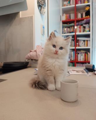 Cuccioli Ragdoll