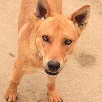 DOLCE ancora tanto giovane