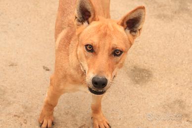 DOLCE ancora tanto giovane