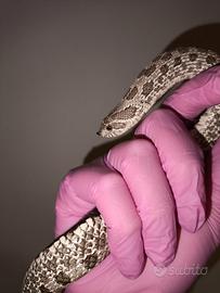 Heterodon Nasicus femmina axanthic het albino