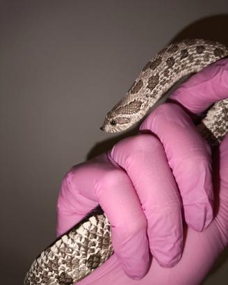 Heterodon Nasicus femmina axanthic het albino