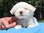 Immagine 5
