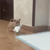 Chihuahua taglia piccola