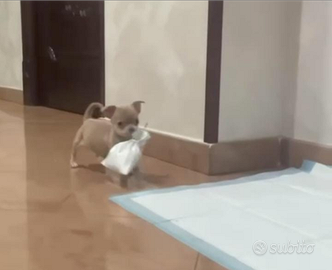 Chihuahua taglia piccola