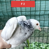 Coppia colombi California 2