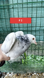 Coppia colombi California 2