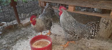 Gallo Amrock