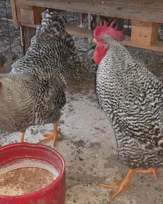 Gallo Amrock