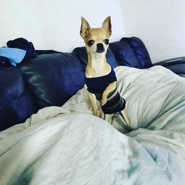 Kuaaa chihuahua mini Toy con pedigree