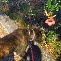 Cucciolone di cane corso incrocio maremmano