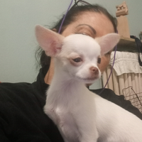 Cane ciuccia