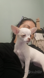 Cane ciuccia