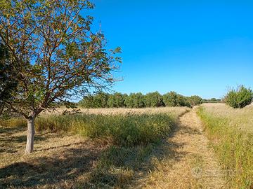 Terreno agricolo