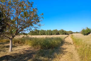 Terreno agricolo