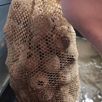 Biosfere e blocchetti acquario marino 