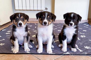Cuccioli Border Collie con Pedigree ENCI - Privato