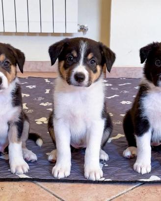 Cuccioli Border Collie con Pedigree ENCI - Privato