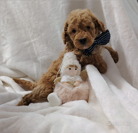 Cuccioli di Barboncino con Pedigree