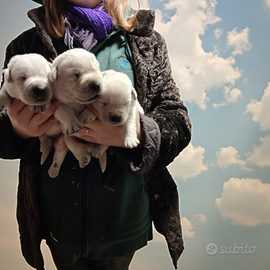 Labrador con pedigree Enci