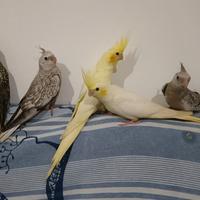 Calopsite pulli o svezzati allevati a mano