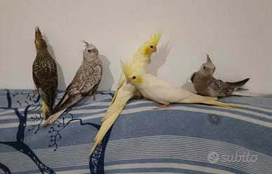 Calopsite pulli o svezzati allevati a mano