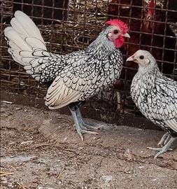 Coppie sebright