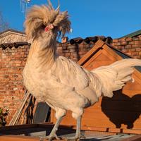 Gallo padovano e silkie puro